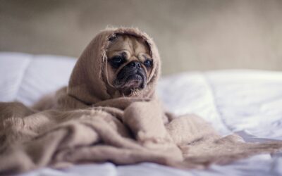 Allergie et syndrome de stress post traumatique