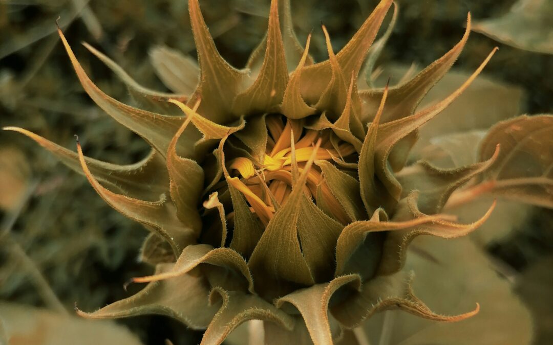 Hypersensibilité : les plantes aussi…