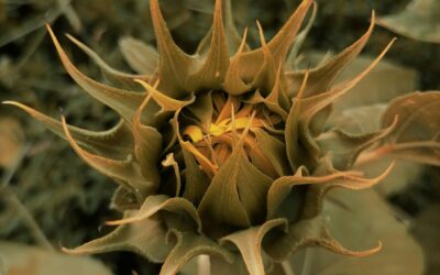 Hypersensibilité : les plantes aussi…